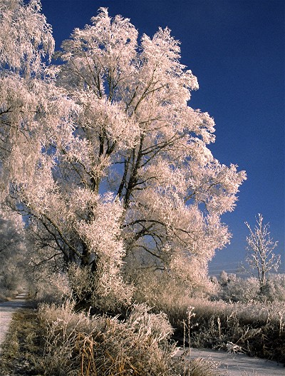 Weide im Winter Foto & Bild | jahreszeiten, winter, natur Bilder auf  fotocommunity