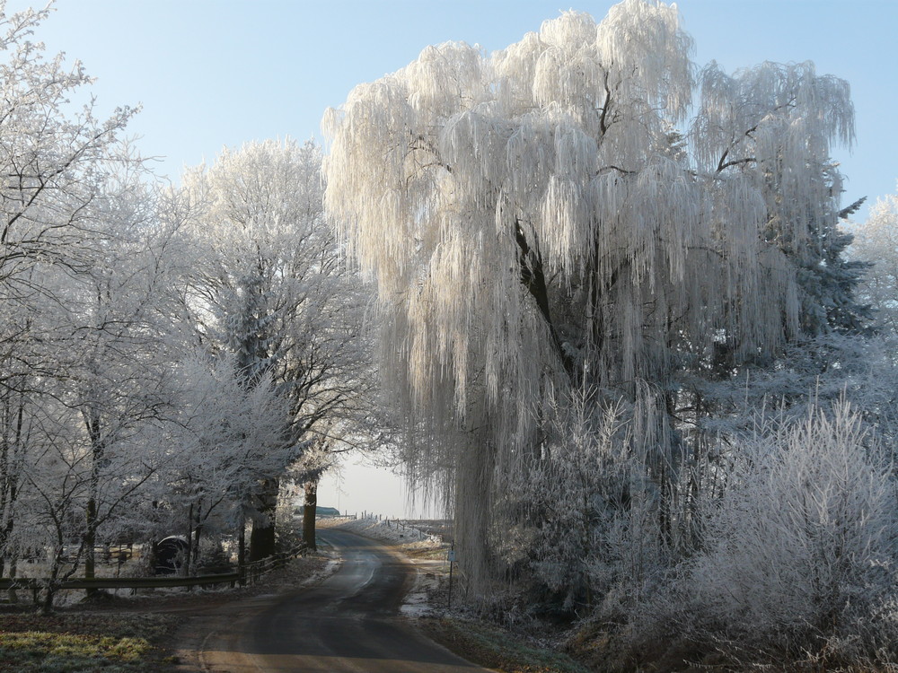 Weide im Winterkleid