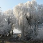 Weide im Winterkleid