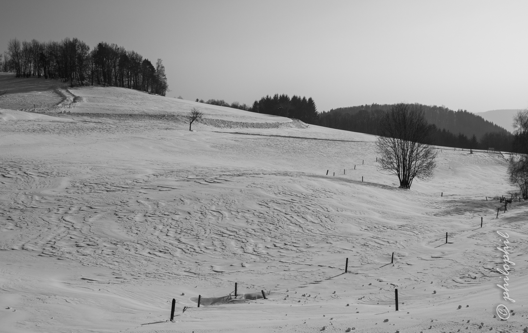 Weide im Winterschlaf