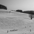 Weide im Winterschlaf