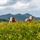 Weide in den Alpen