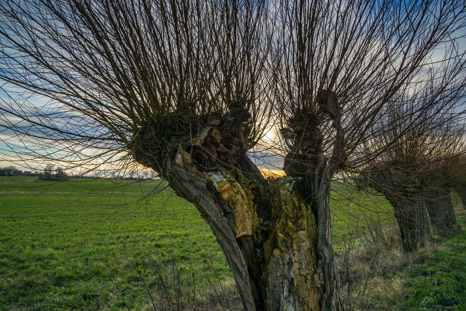 Weide in der Abendsonne 