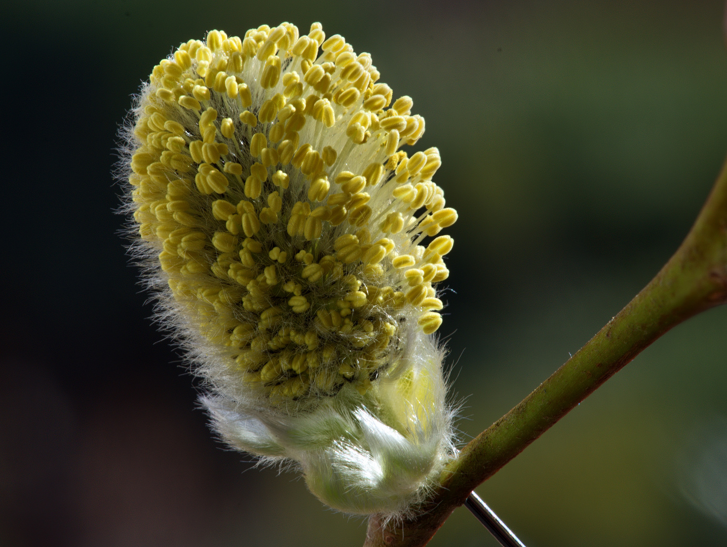 Weide in der Blüte