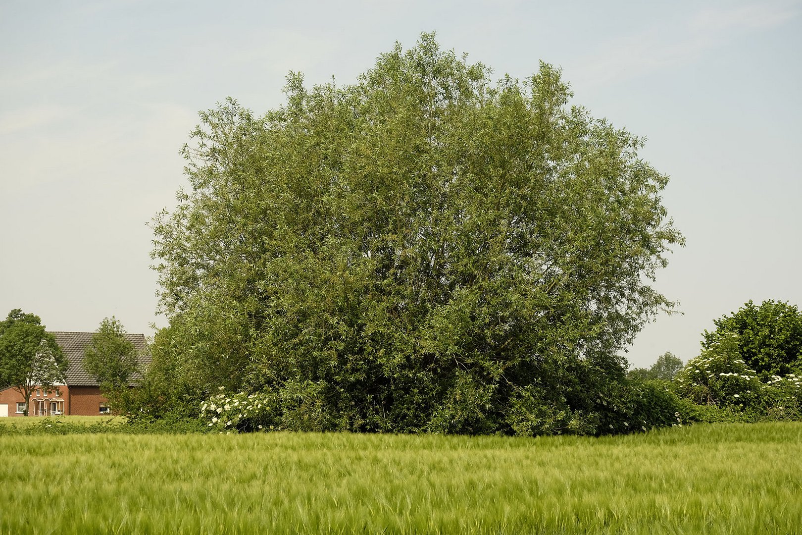 Weide in der Feldflur neben Holunderbüschen (südl. Münsterland)