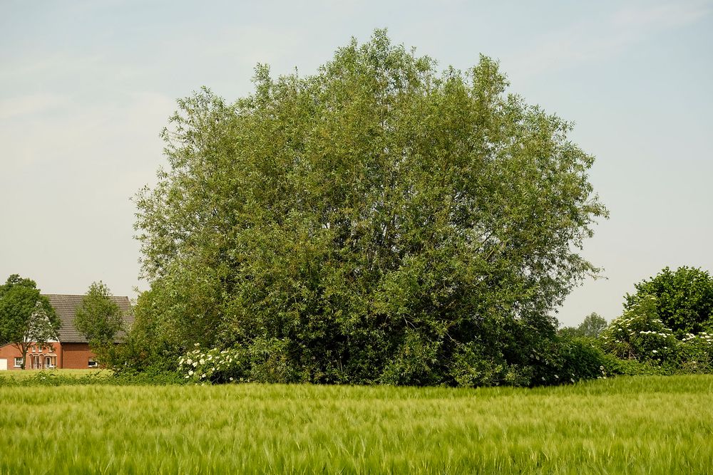 Weide in der Feldflur neben Holunderbüschen (südl. Münsterland)