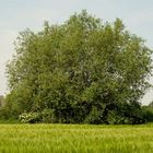 Weide in der Feldflur neben Holunderbüschen (südl. Münsterland)