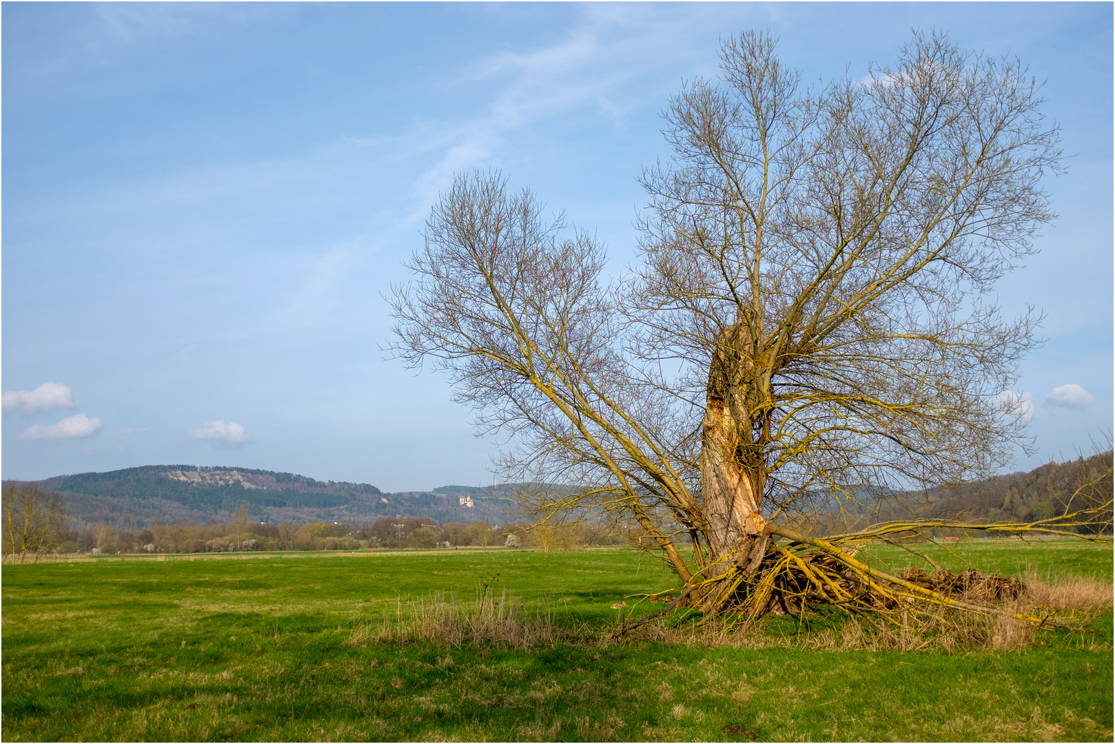 Weide in der Werraaue bei Heldra