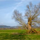 Weide in der Werraaue bei Heldra