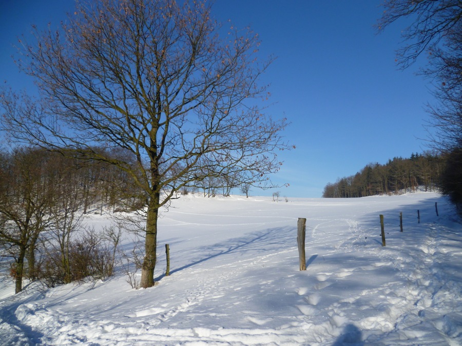 Weide in der Wintersonne