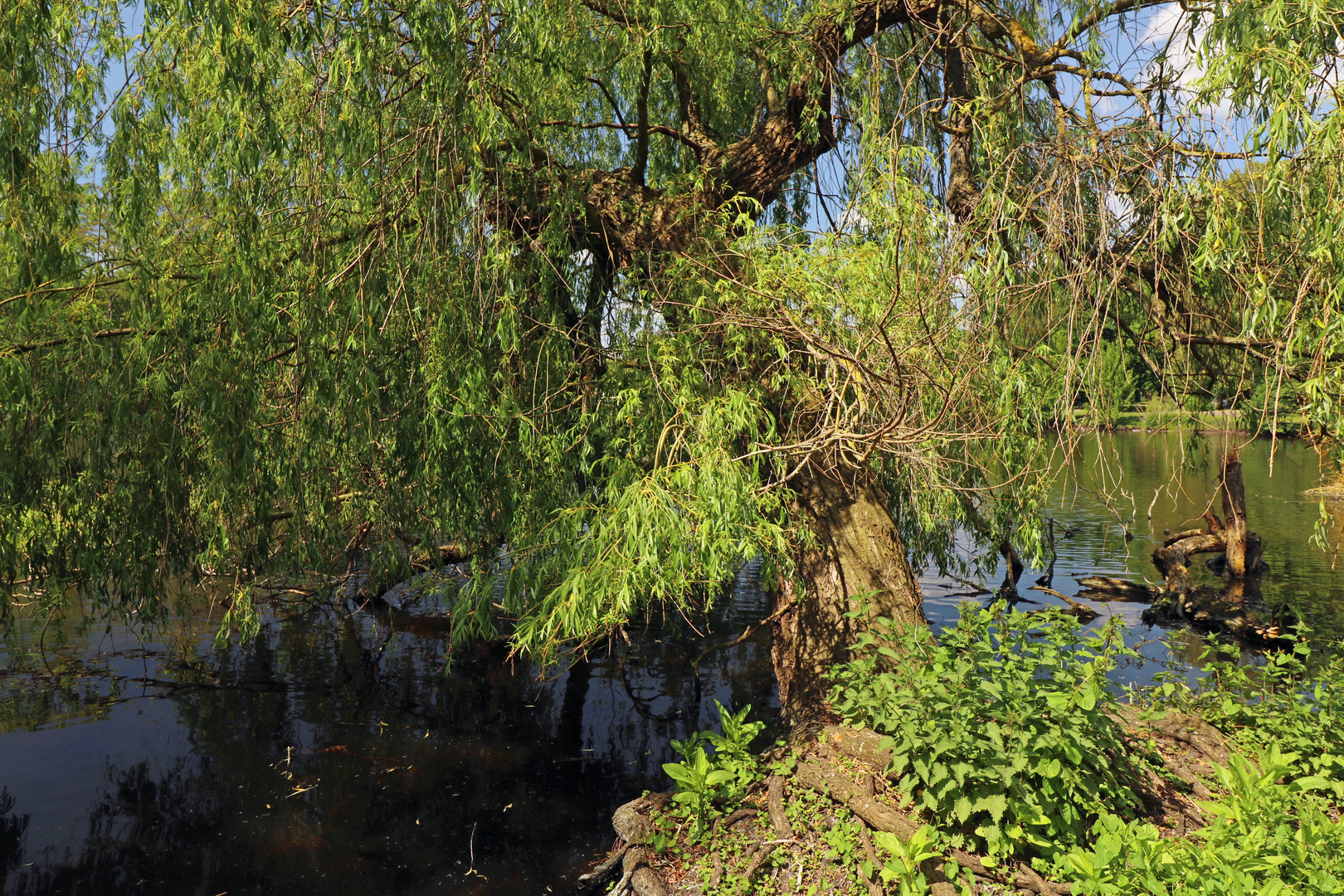 Weide in frischem Grün