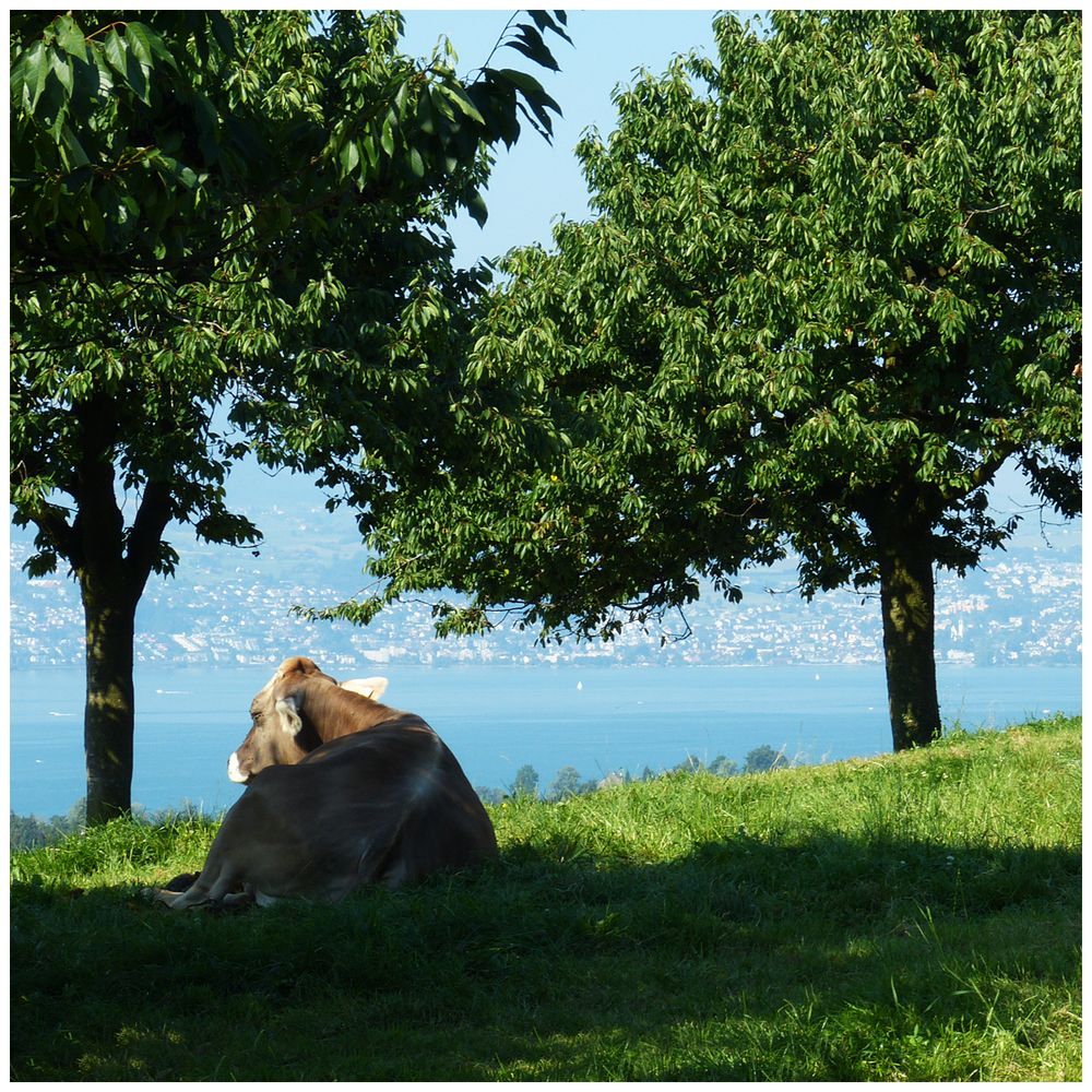 Weide mit Aussicht