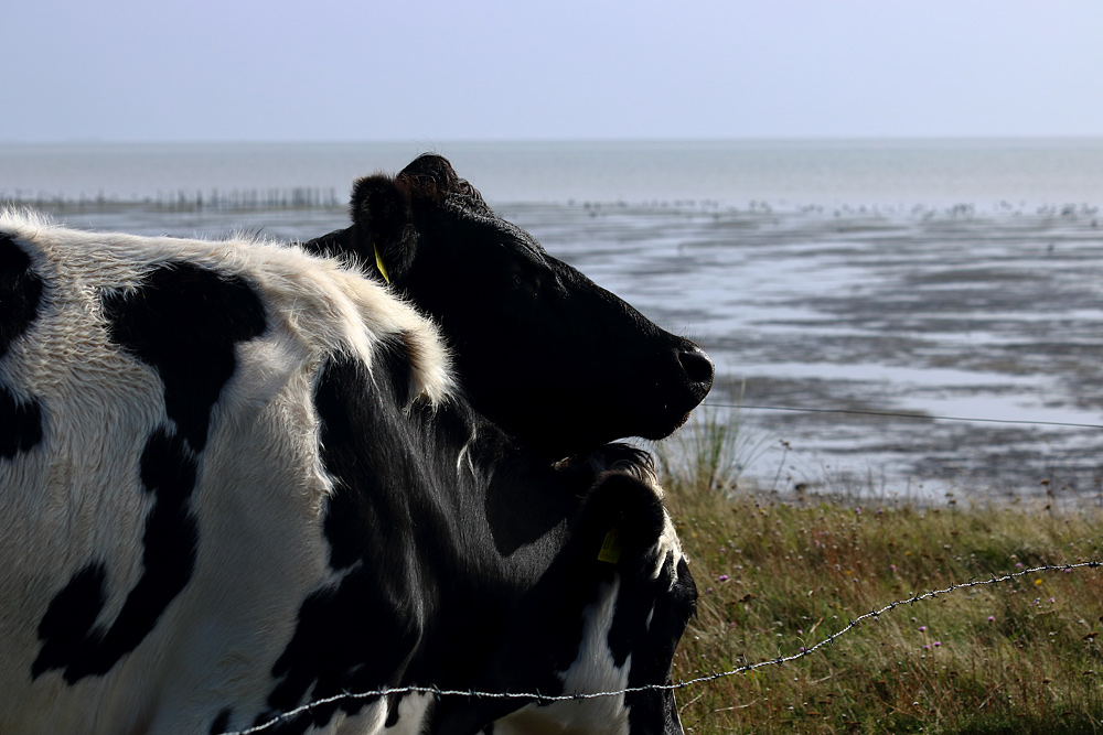 Weide mit Meerblick