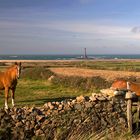 Weide mit Meerblick