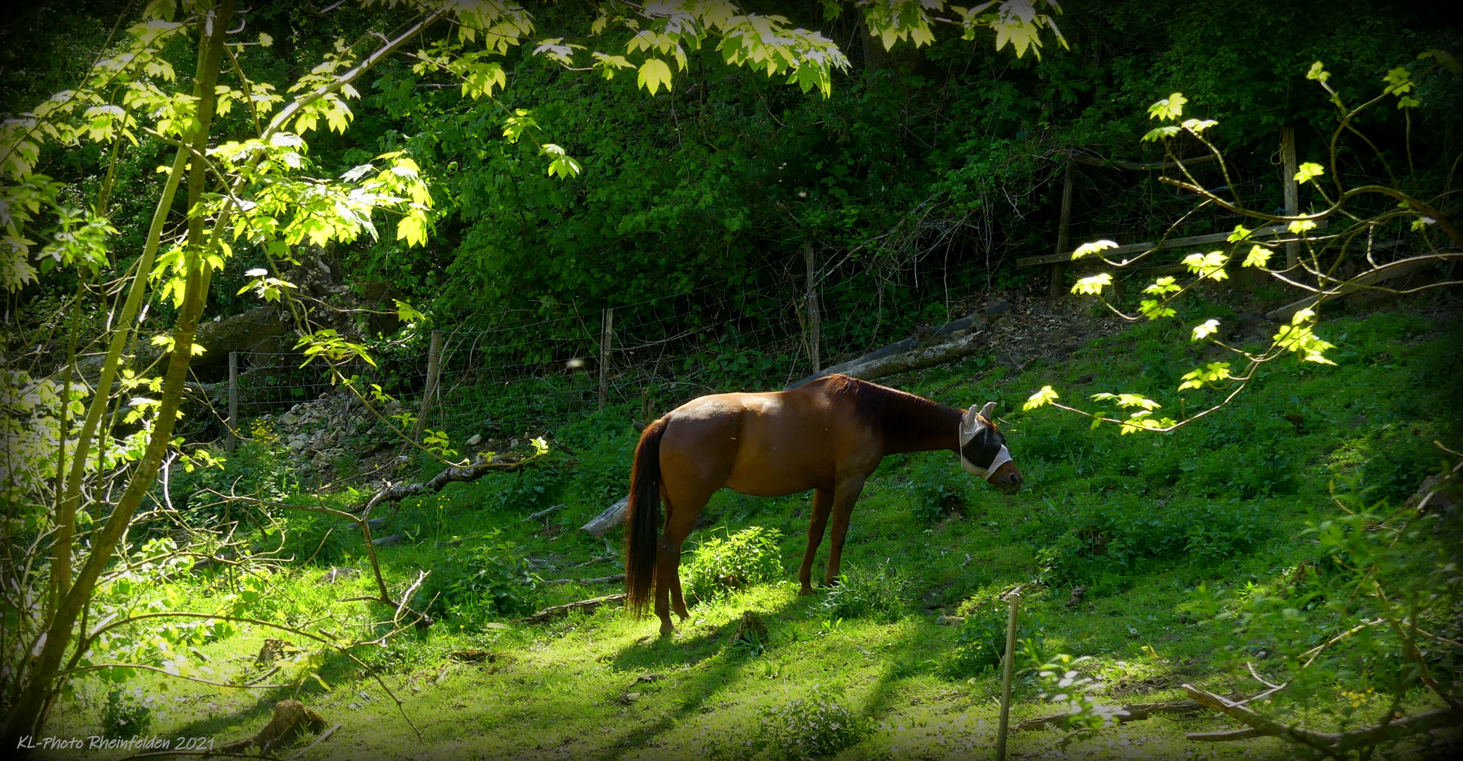 Weide mit Pferd am Waldrand