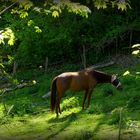 Weide mit Pferd am Waldrand