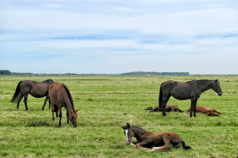 weide mit pferden / pasture with horses / 2015-21