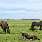 weide mit pferden / pasture with horses / 2015-21