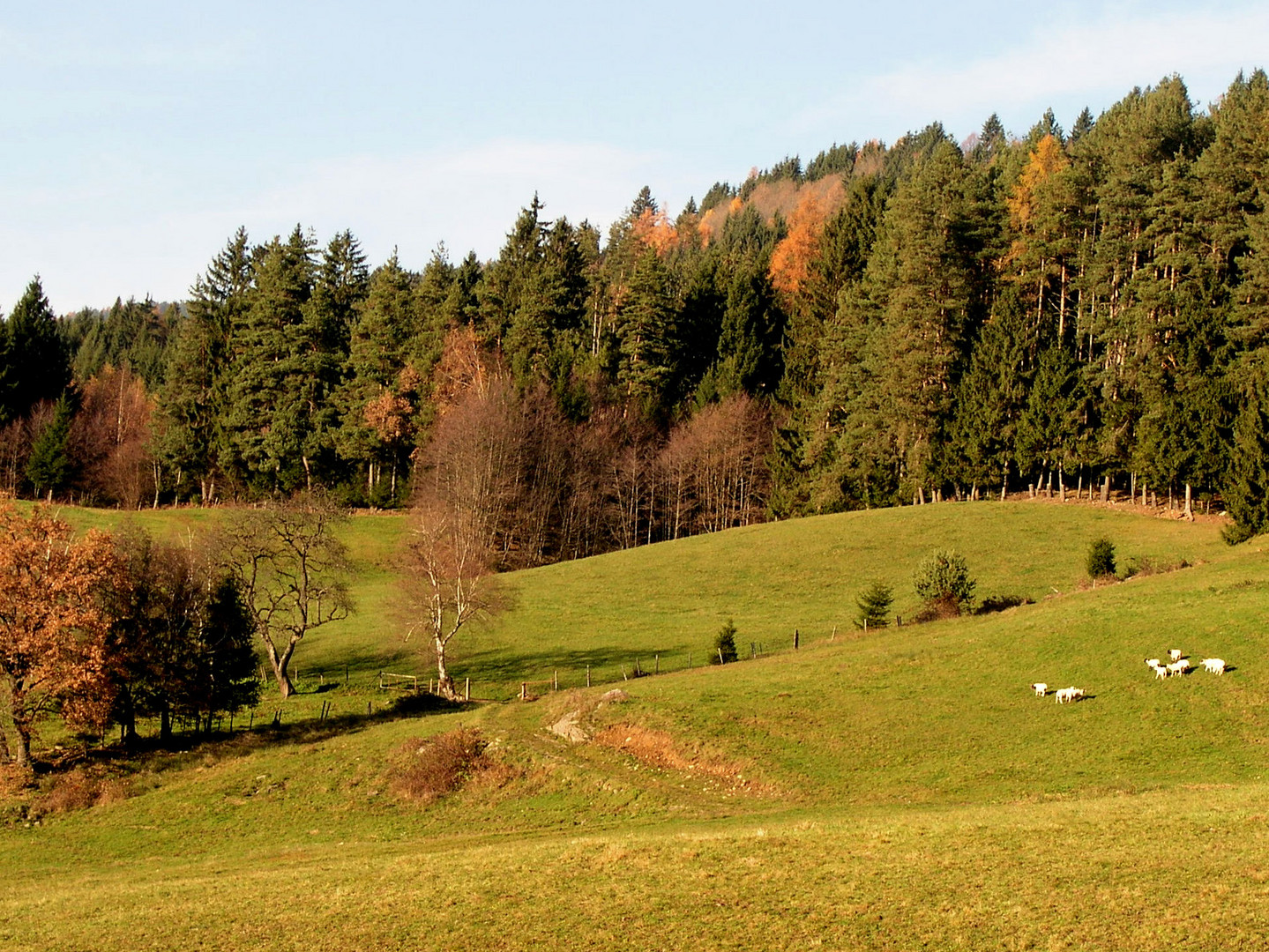 weide mit schafen