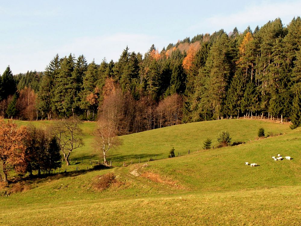 weide mit schafen von Theresa Pichorner 