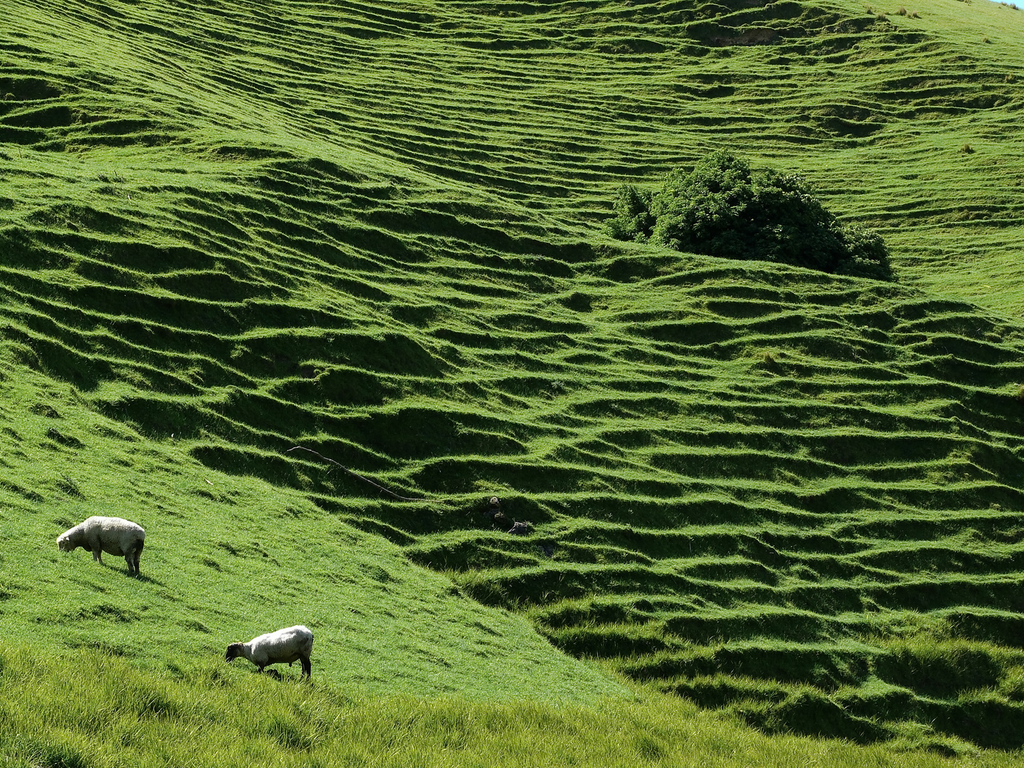 Weide mit Schafen in Neuseeland