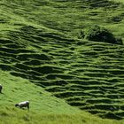 Weide mit Schafen in Neuseeland