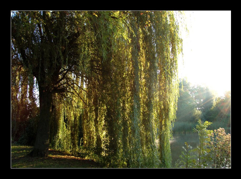 Weide mit Seeblick