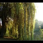 Weide mit Seeblick