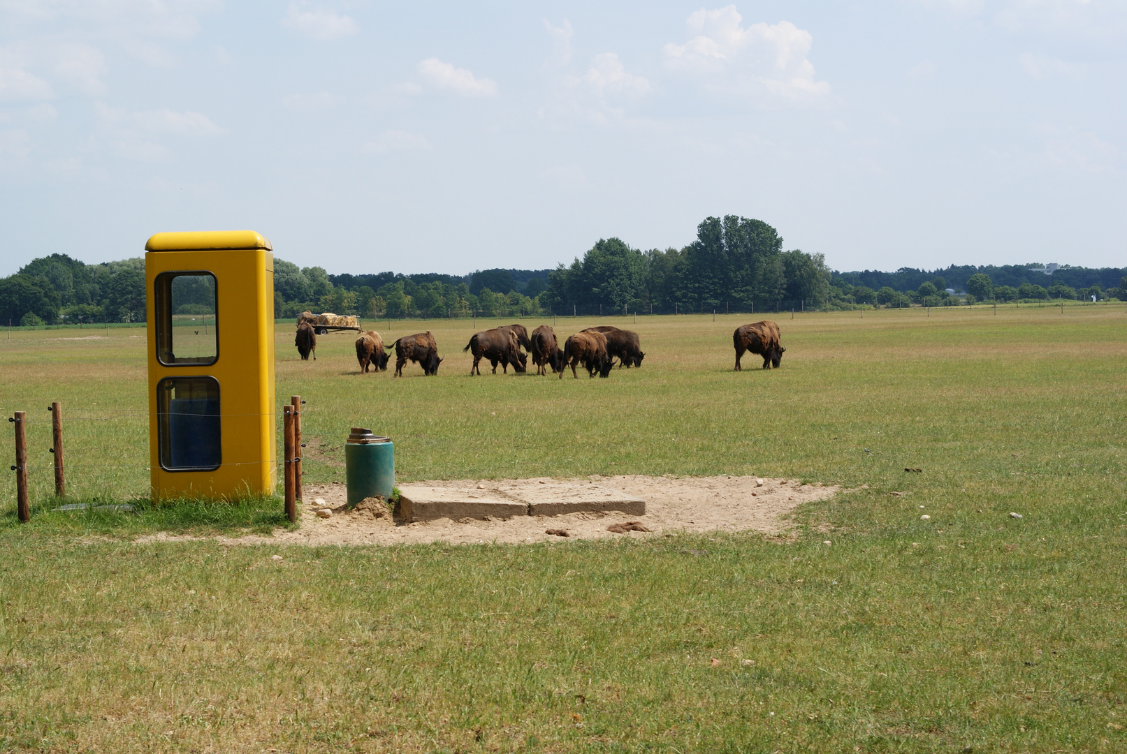 Weide mit Telefon