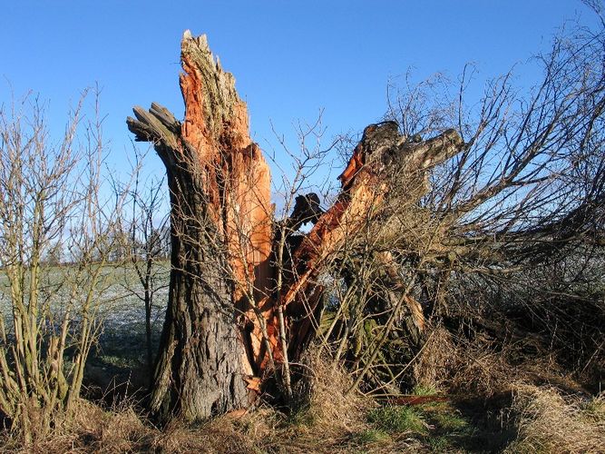 Weide nach dem Sturm