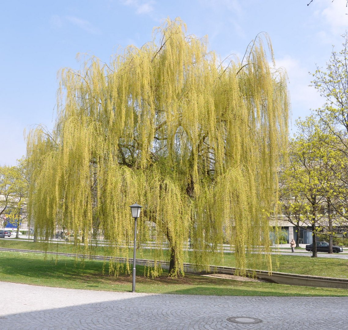 Weide nähe vom Hofgarten