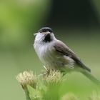 Weide- oder doch eher Sumpfmeise auf Kohldistel.....