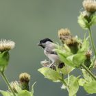 Weide- oder Sumpfmeise auf Kohldistel.....II