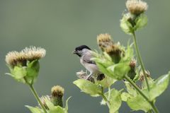 Weide- oder Sumpfmeise auf Kohldistel.....II