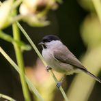 Weide- oder Sumpfmeise auf Kohldistel.....III