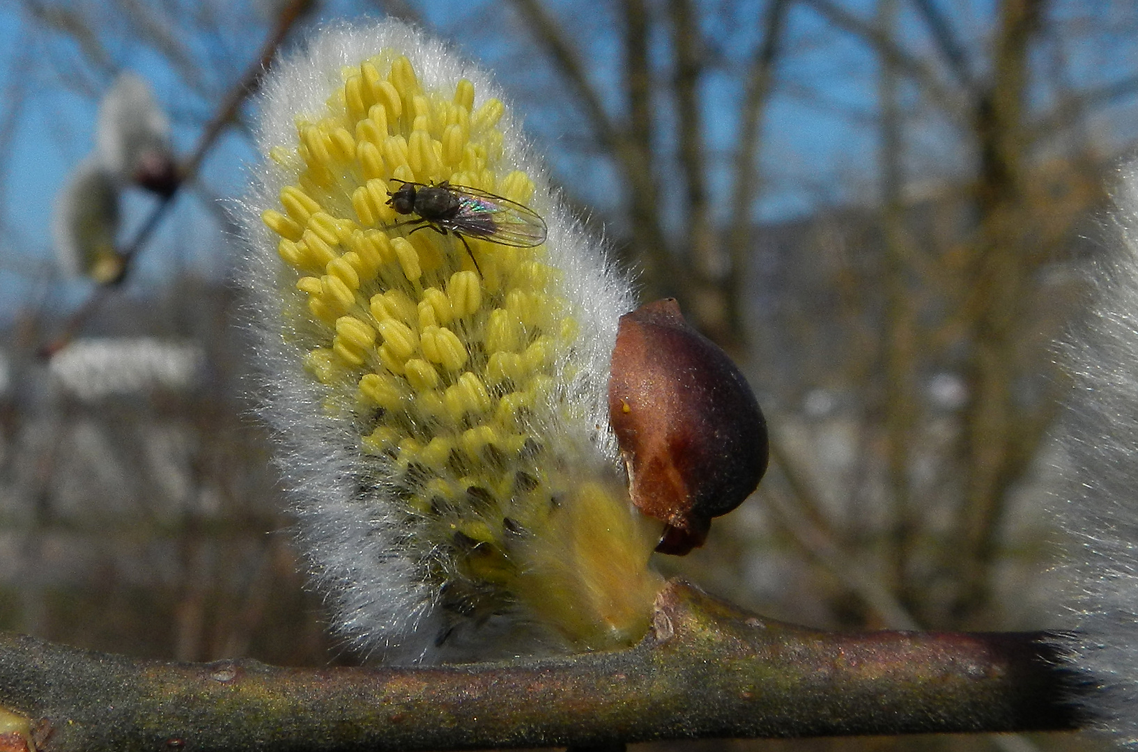 Weide (Salix caprea) ,