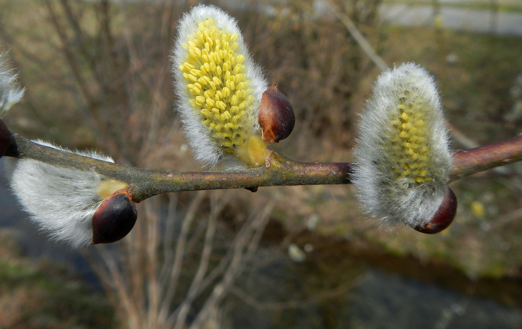 Weide (Salix caprea)