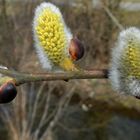 Weide (Salix caprea)