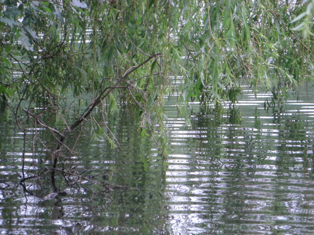 Weide überm Wasser