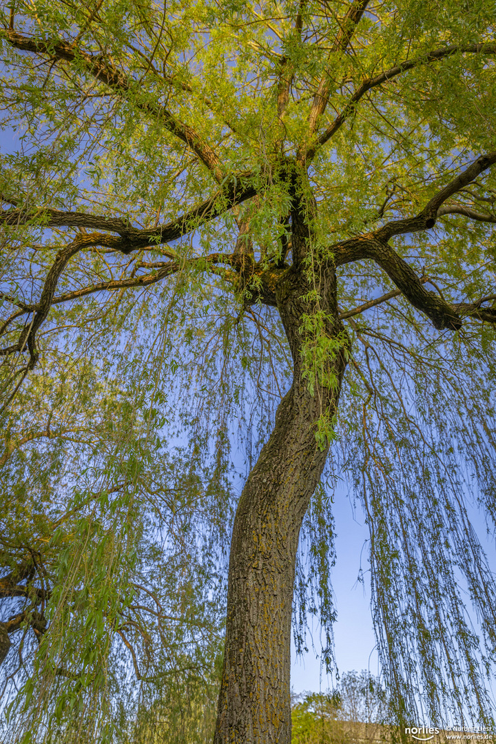 Weide vor blauem Himmel