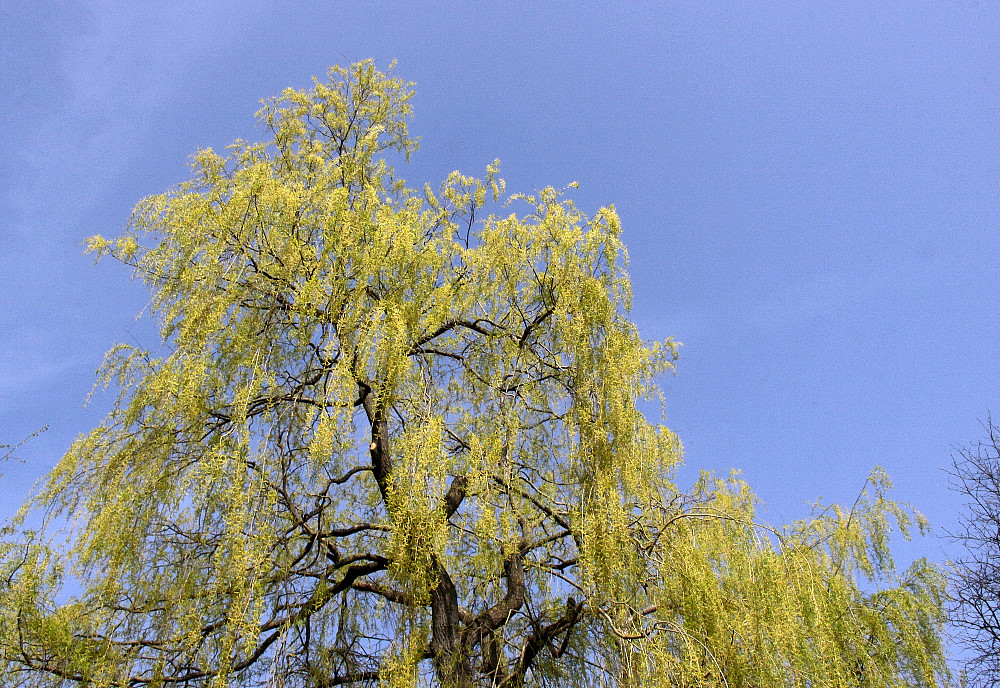 Weide vor blauem Himmel