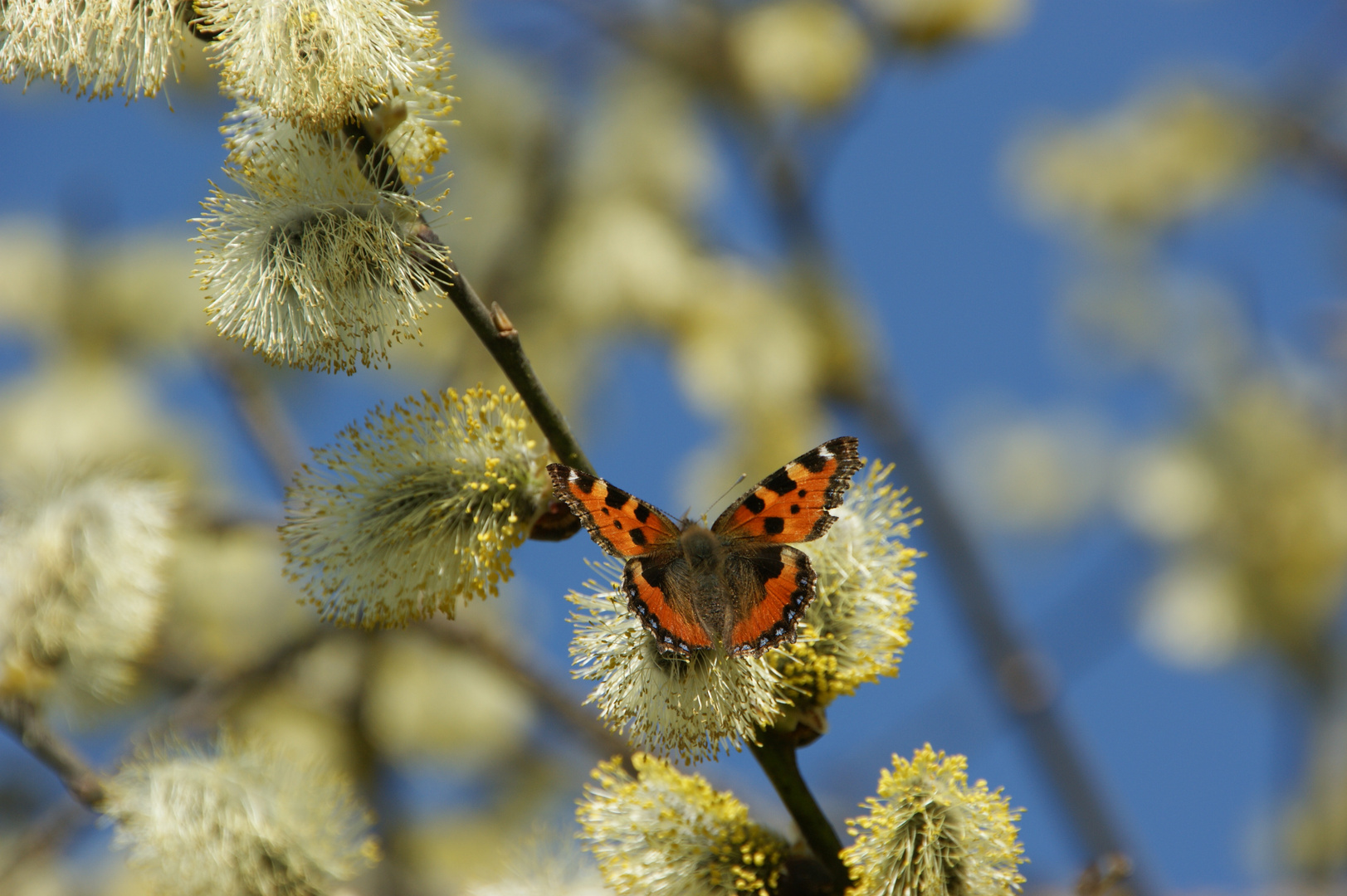 Weideblüte