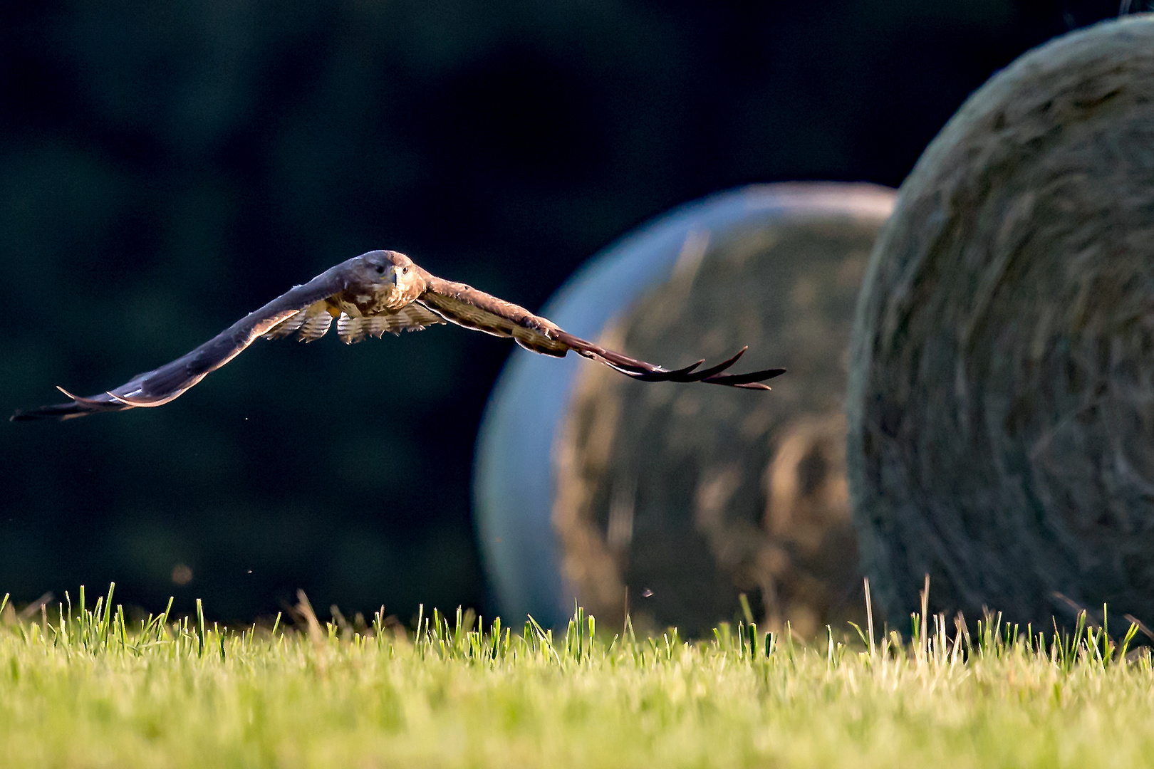 Weidebussard