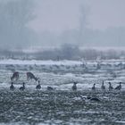 Weidegänger im Januargrau