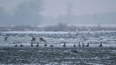 Weidegänger im Januargrau