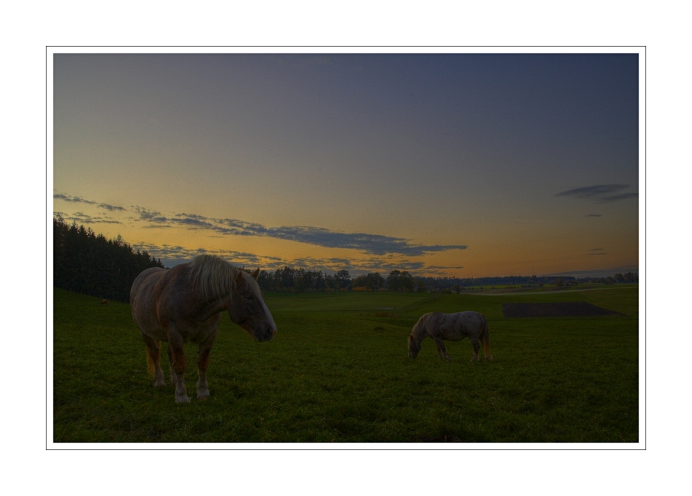 Weidegang im letzten Abendlicht