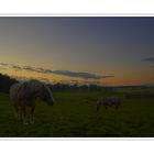 Weidegang im letzten Abendlicht