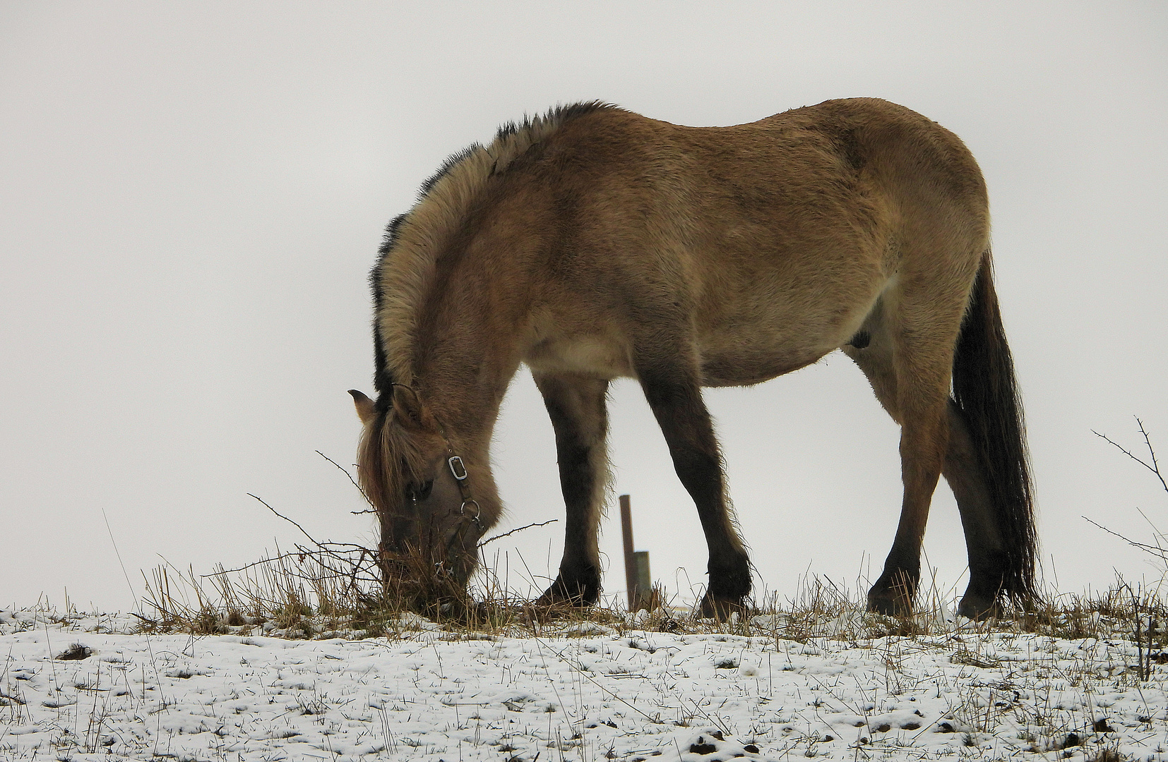 Weidegang im Winter