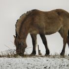 Weidegang im Winter