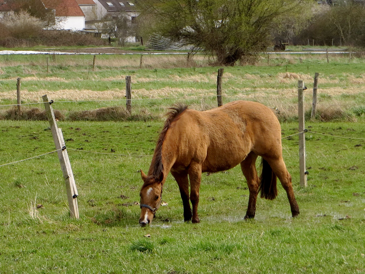 Weideglück